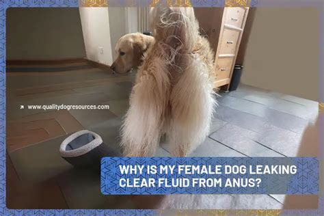 why is my dog leaking fluid|Clear Discharge Spayed Female Dog: 5 Reasons。